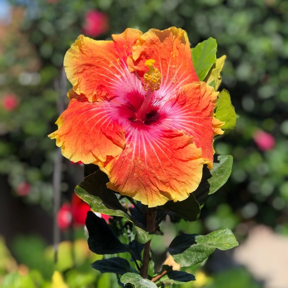 Meet your Posher, Kim - Picture 1 of 1